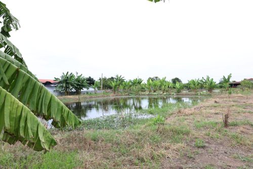 Fish ponds for rent and sale in Chachoengsao Province
