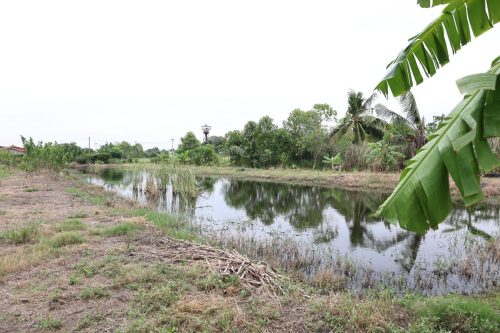 Fish ponds for rent and sale in Chachoengsao Province