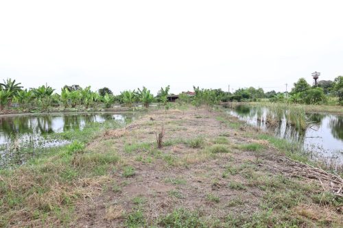 Fish ponds for rent and sale in Chachoengsao Province