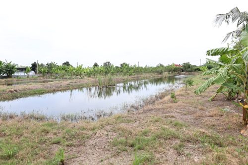 Fish ponds for rent and sale in Chachoengsao Province