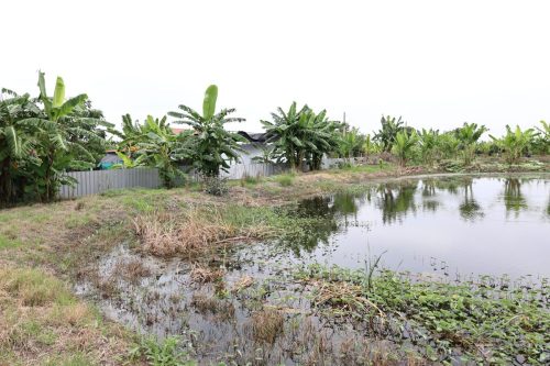 Fish ponds for rent and sale in Chachoengsao Province