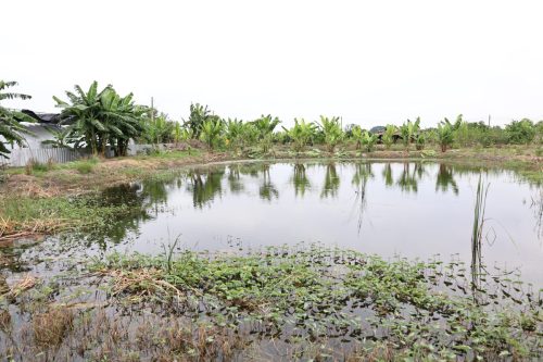 Fish ponds for rent and sale in Chachoengsao Province