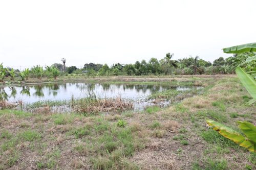 Fish ponds for rent and sale in Chachoengsao Province