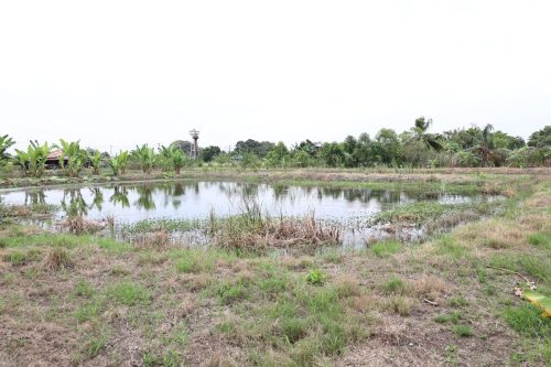 Fish ponds for rent and sale in Chachoengsao Province
