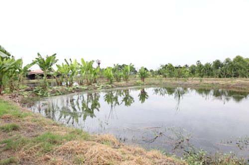 Fish ponds for rent and sale in Chachoengsao Province