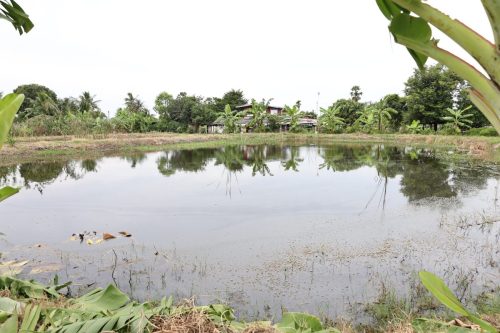 Fish ponds for rent and sale in Chachoengsao Province