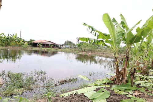 Fish ponds for rent and sale in Chachoengsao Province
