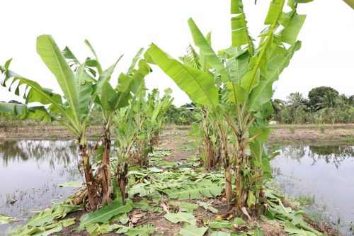 Fish ponds for rent and sale in Chachoengsao Province