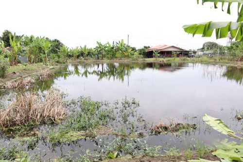 Fish ponds for rent and sale in Chachoengsao Province