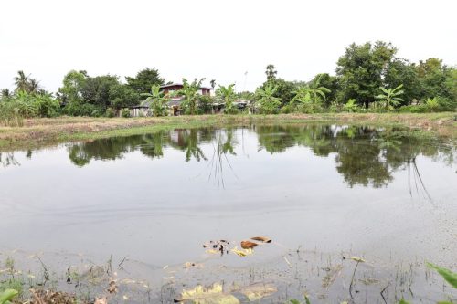 Fish ponds for rent and sale in Chachoengsao Province