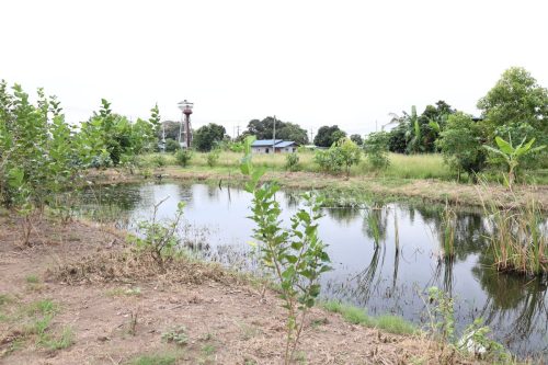 Fish ponds for rent and sale in Chachoengsao Province