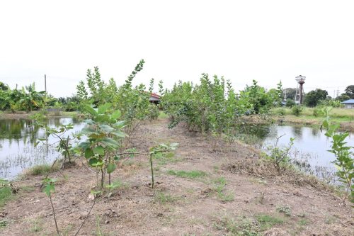 Fish ponds for rent and sale in Chachoengsao Province