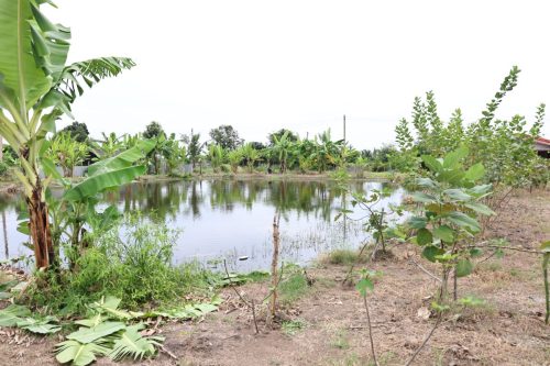 Fish ponds for rent and sale in Chachoengsao Province