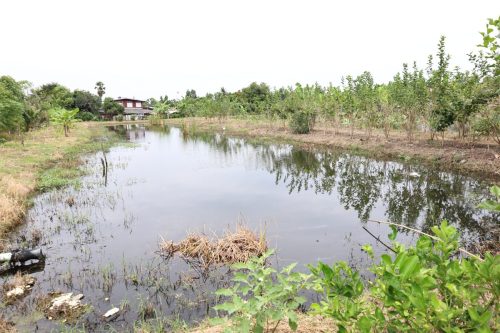 Fish ponds for rent and sale in Chachoengsao Province