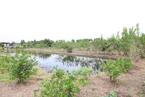 Fish ponds for rent and sale in Chachoengsao Province