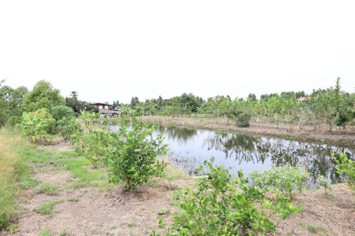 Fish ponds for rent and sale in Chachoengsao Province