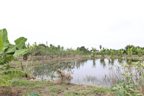 Fish ponds for rent and sale in Chachoengsao Province