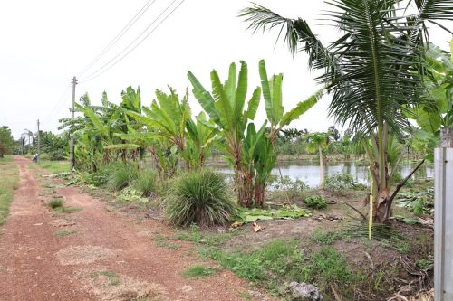 Fish ponds for rent and sale in Chachoengsao Province
