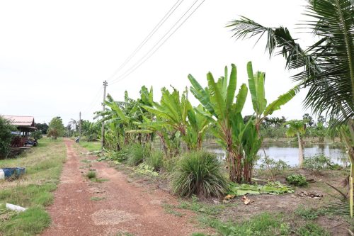 Fish ponds for rent and sale in Chachoengsao Province