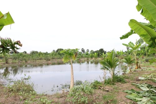 Fish ponds for rent and sale in Chachoengsao Province