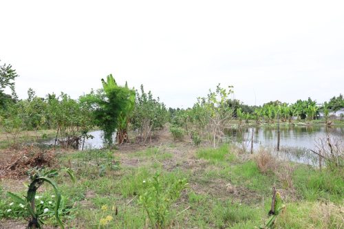 Fish ponds for rent and sale in Chachoengsao Province
