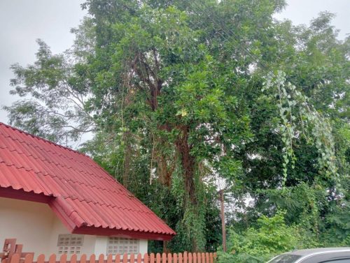 Land for rent in Nong Khai