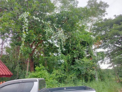 Land for rent in Nong Khai