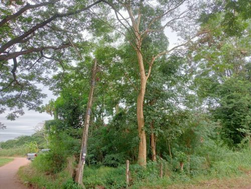 Land for rent in Nong Khai
