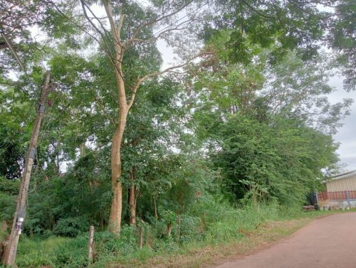 Land for rent in Nong Khai