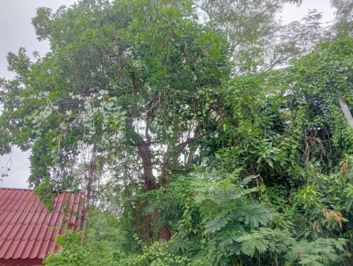 Land for rent in Nong Khai