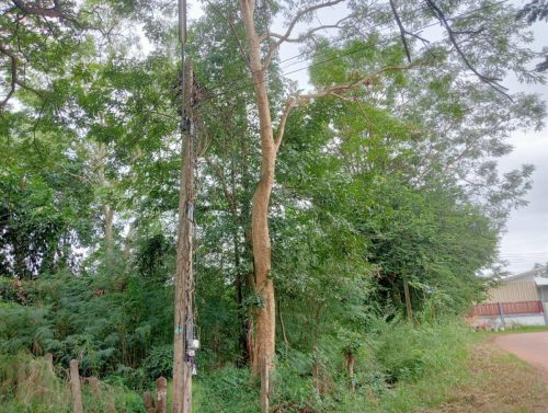 Land for rent in Nong Khai